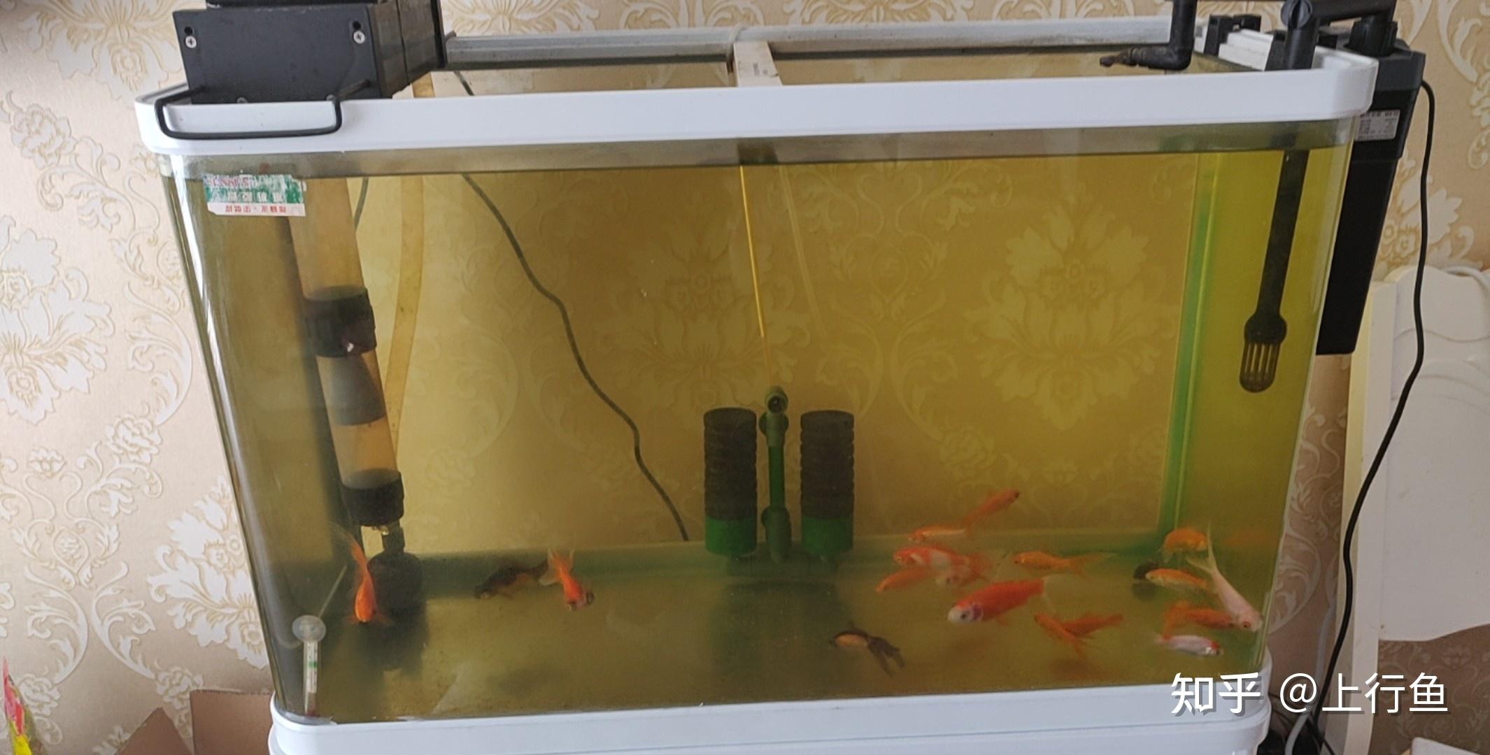 《魚缸換水的目的和意義視頻講解》