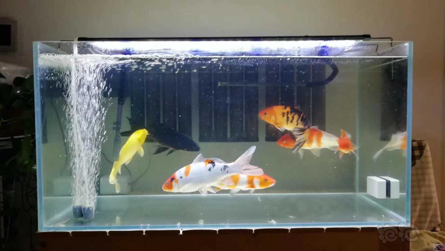 觀賞魚缸_觀賞魚缸水有腥味_觀賞魚缸造景圖片