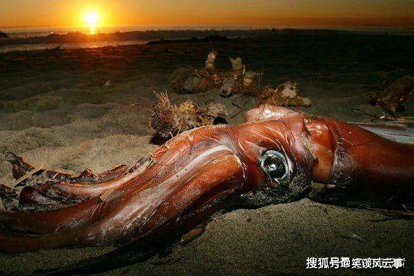 日本海域發現一條體長3米多的大王烏賊