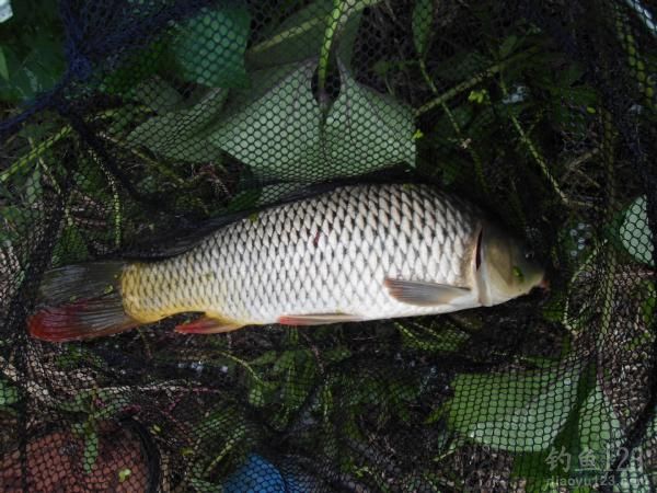 鄧老師釣魚盤老板_鄧剛釣魚視頻盤老板_鄧剛釣魚盤水庫各大視頻