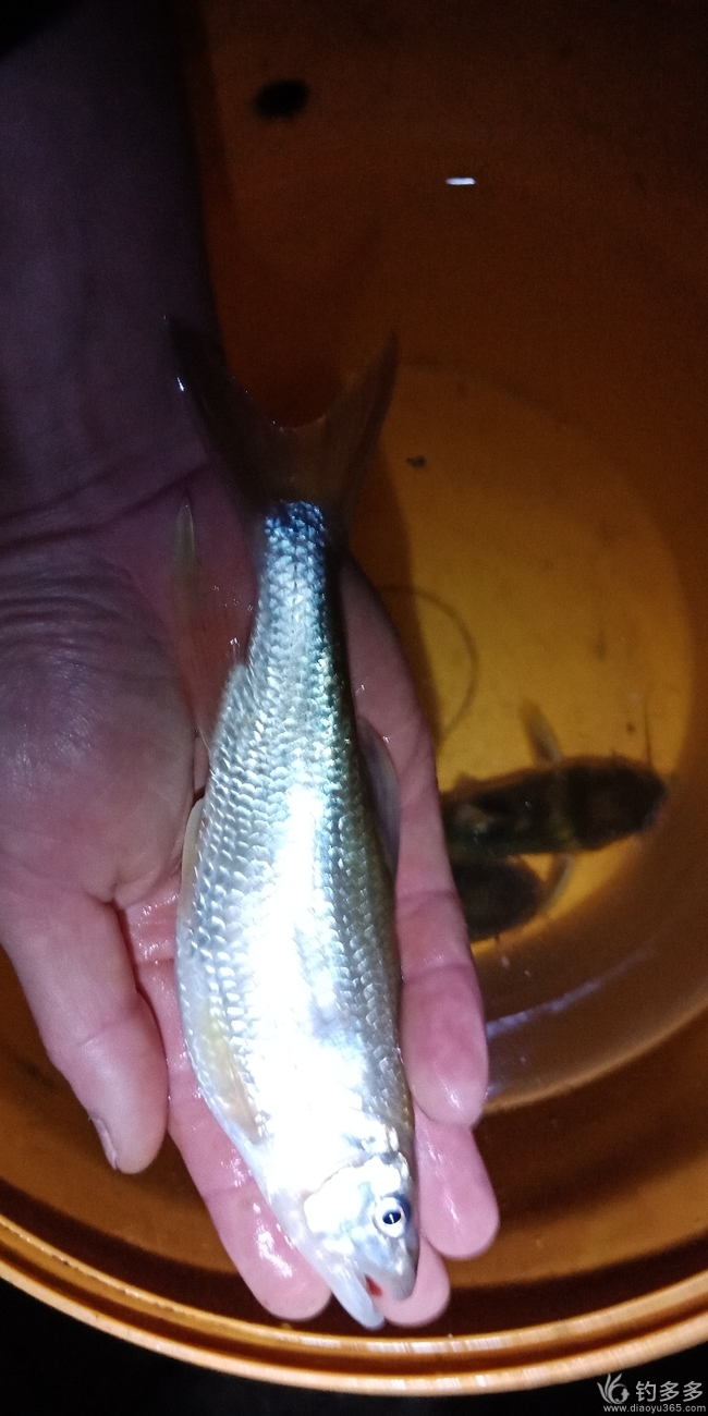 鄧剛釣魚視頻盤老板_鄧剛釣魚盤水庫各大視頻_鄧老師釣魚盤老板