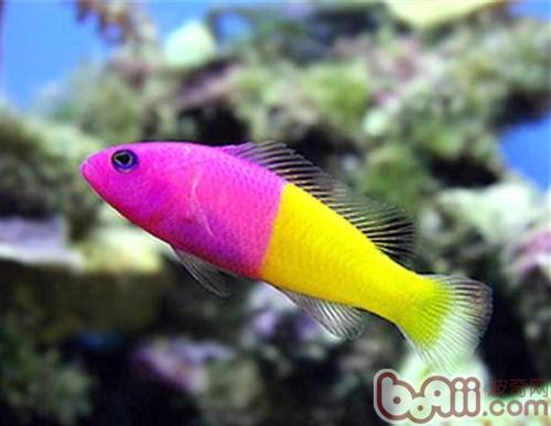 太陽魚長什么樣子_太陽魚長的快不快_太陽魚生長速度
