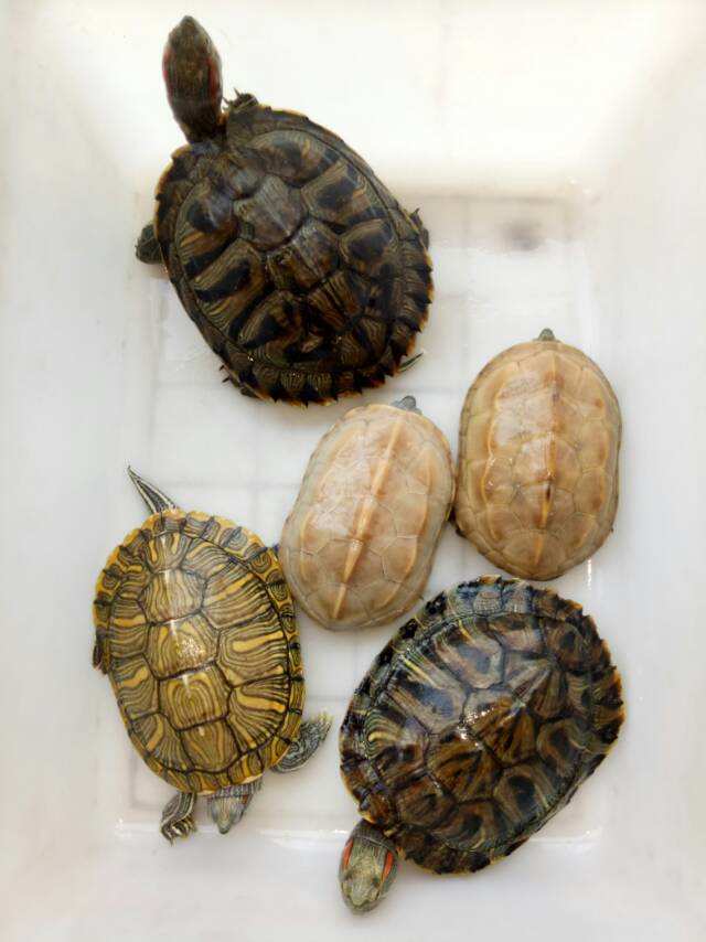 非常基本的陸龜知識和飼養陸龜常識，值得收藏！
