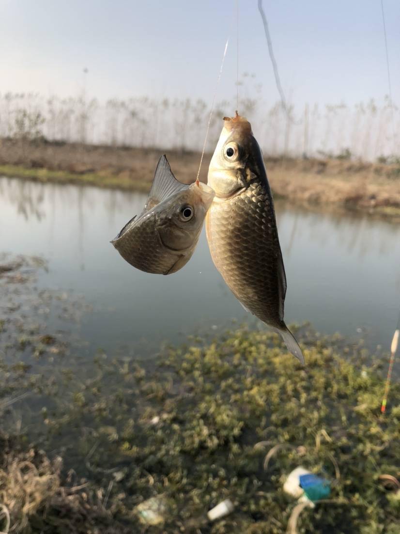 鄧剛釣魚視頻盤老板_釣魚大師鄧鋼視頻_鄧剛釣魚盤水庫各大視頻