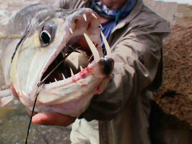 我想看魚世界_魚世界百科_世界最大的魚