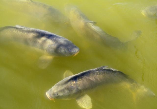釣目和調目的公式_調4目釣2目調漂視頻教學_調目釣目視頻