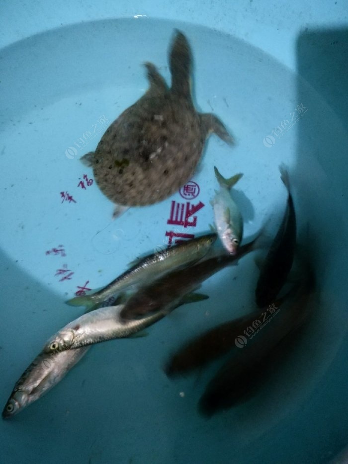老鬼釣魚寬頻網_老鬼釣魚視頻游釣世界_老鬼釣魚論壇手機版