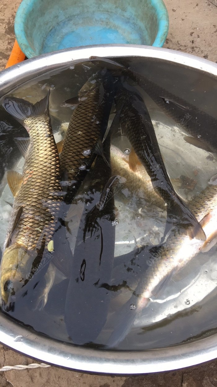 冬天怎樣釣草魚_冬季釣草魚五大技巧_冬釣草魚怎么釣