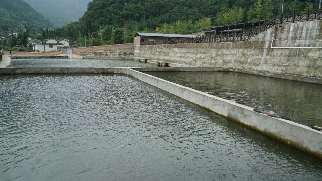 虹鱒魚_魚虹鱒魚和大馬哈哪個貴_假三文魚虹鱒
