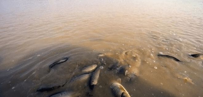 魚虹鱒魚和大馬哈哪個貴_虹鱒魚_三文魚虹鱒