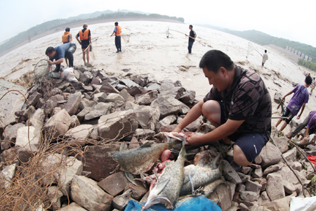 三文魚虹鱒_虹鱒魚_魚虹鱒魚和大馬哈哪個貴