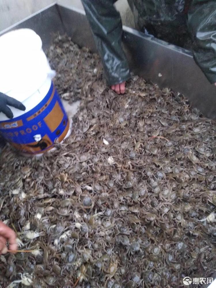 三門青蟹是什么蟹種_蟹門種青蟹是什么品種_青蟹都是養殖的嗎