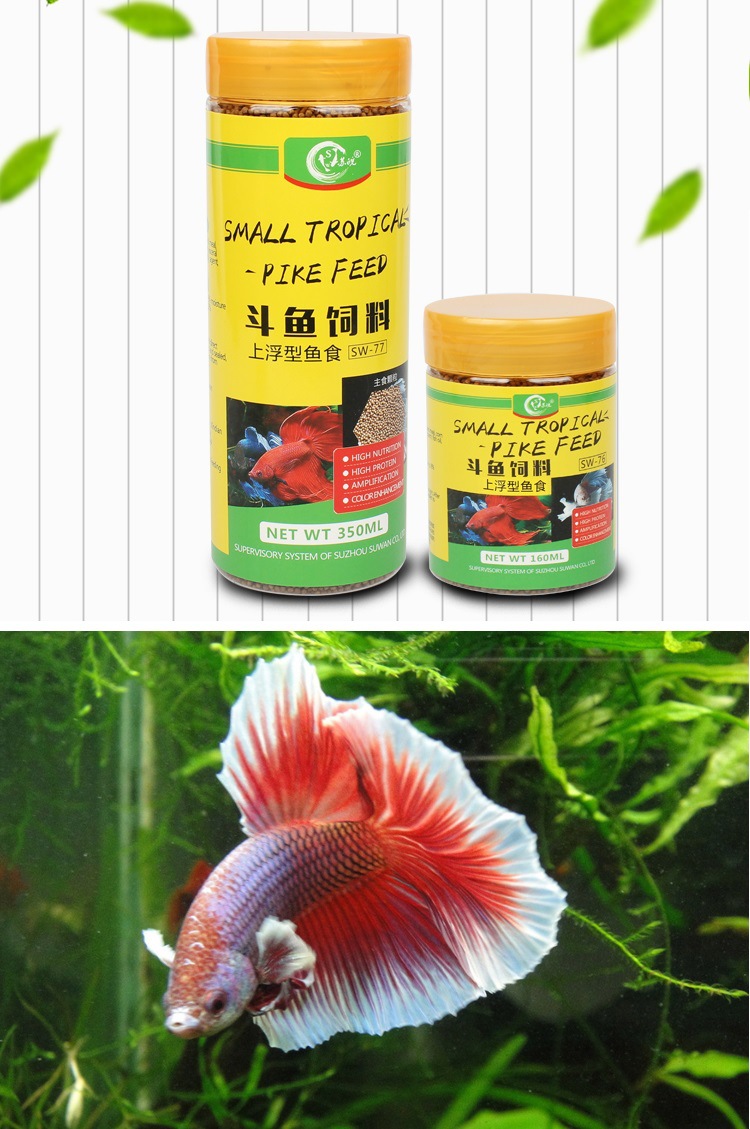 泰國斗魚喜歡吃什么？動物性飼料是怎么喂的