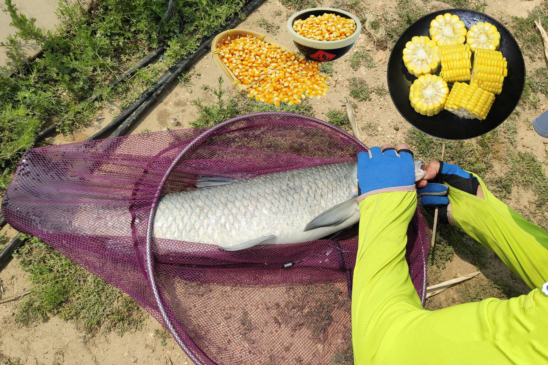 老壇玉米釣鯉魚效果怎么樣_老壇玉米野釣鯉魚_老壇玉米釣鯉魚調幾釣幾