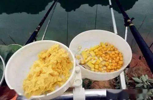 老壇玉米野釣鯉魚_老壇玉米釣鯉魚調幾釣幾_老壇玉米釣鯉魚效果怎么樣