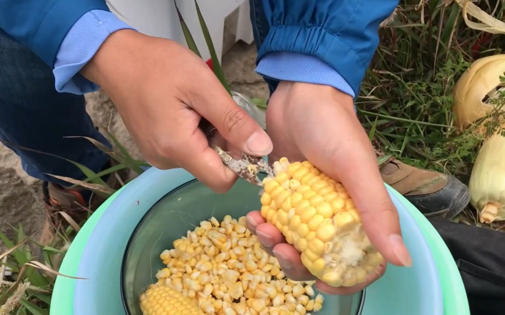 釣鯉魚老壇玉米的制作方法_老壇玉米野釣鯉魚_老壇玉米釣鯉魚效果怎么樣