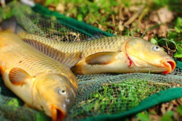 老壇玉米釣鯉魚效果怎么樣_老壇玉米野釣鯉魚_釣鯉魚老壇玉米的制作方法