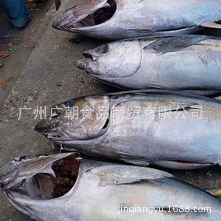 金槍魚原產國_產地金槍魚是海鮮嗎_金槍魚產地是哪里