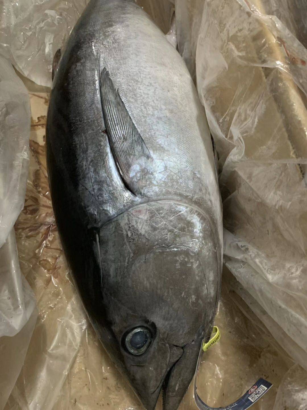 產地金槍魚是海鮮嗎_金槍魚產地是哪里_金槍魚原產國