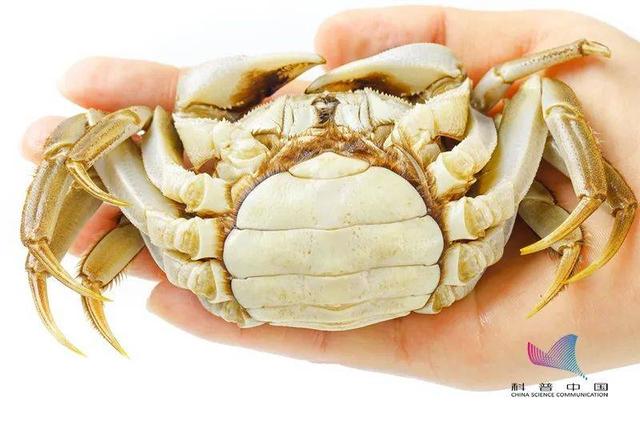 蟹門種青蟹是什么品種_蟹門種青蟹是什么意思_三門青蟹是什么蟹種