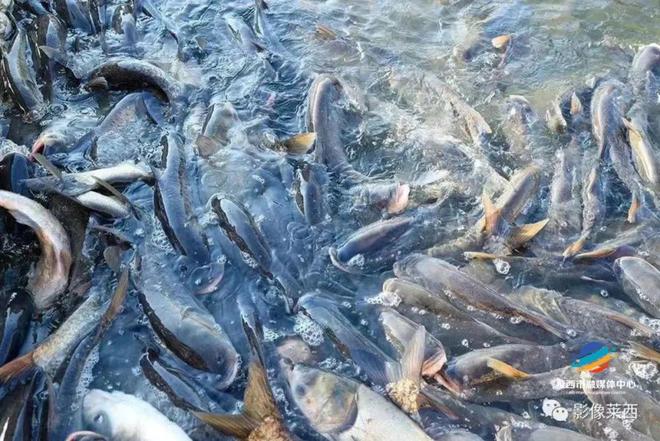 虹鱒魚_三文魚虹鱒_假三文魚虹鱒