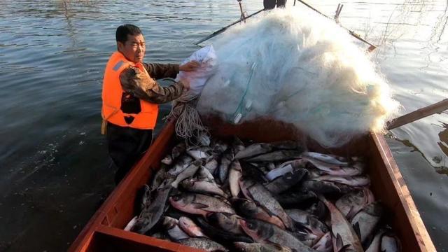 虹鱒魚_三文魚虹鱒_假三文魚虹鱒
