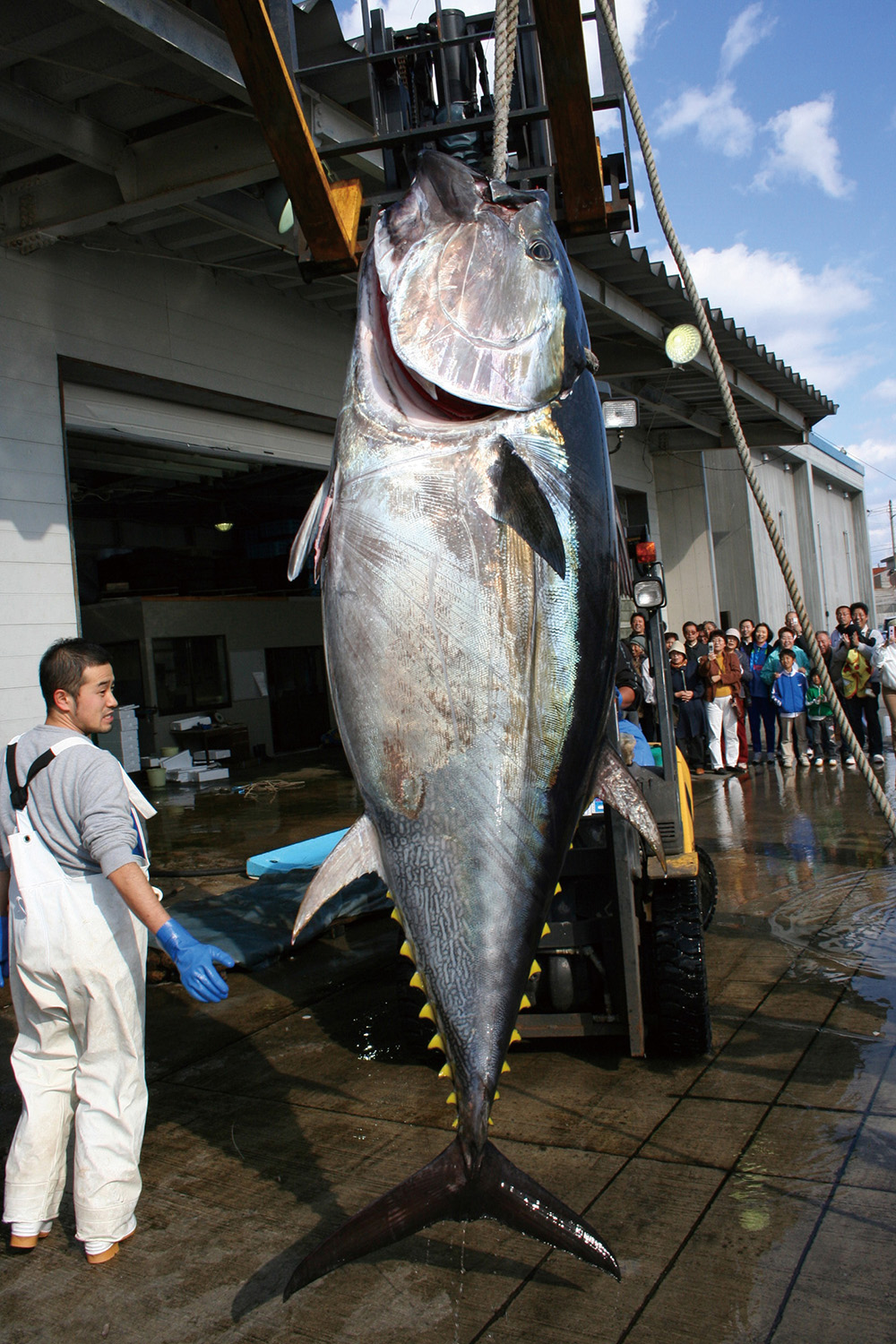 產地金槍魚是海鮮嗎_金槍魚原產國_金槍魚產地是哪里