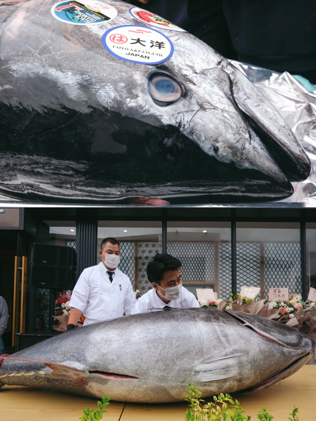 金槍魚原產國_金槍魚產地是哪里_產地金槍魚是海鮮嗎