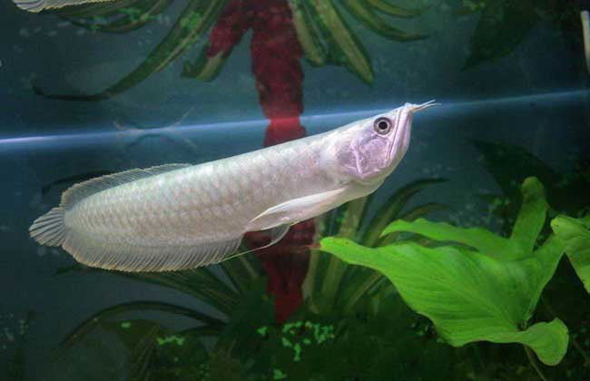 銀龍魚吃什么？魚怎么喂？喂什么呢？