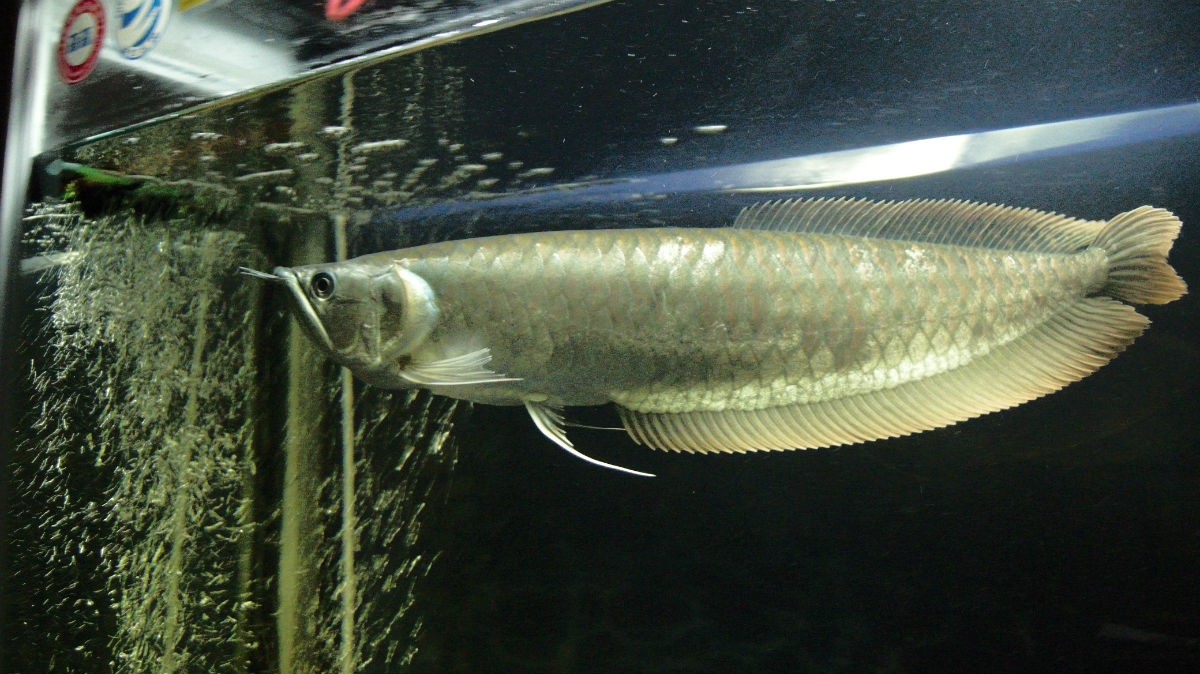 銀龍魚能吃嗎_銀龍魚吃魚肉嗎_銀龍魚吃活魚嗎