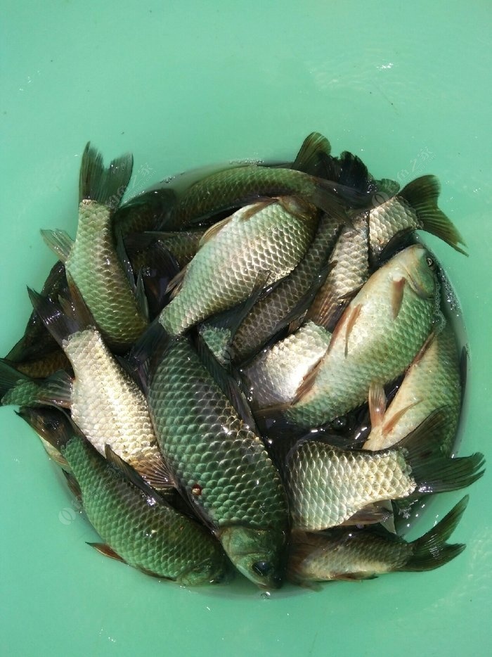 佛山附近釣魚水庫_佛山哪里釣魚比較好_佛山有那些地方好釣魚