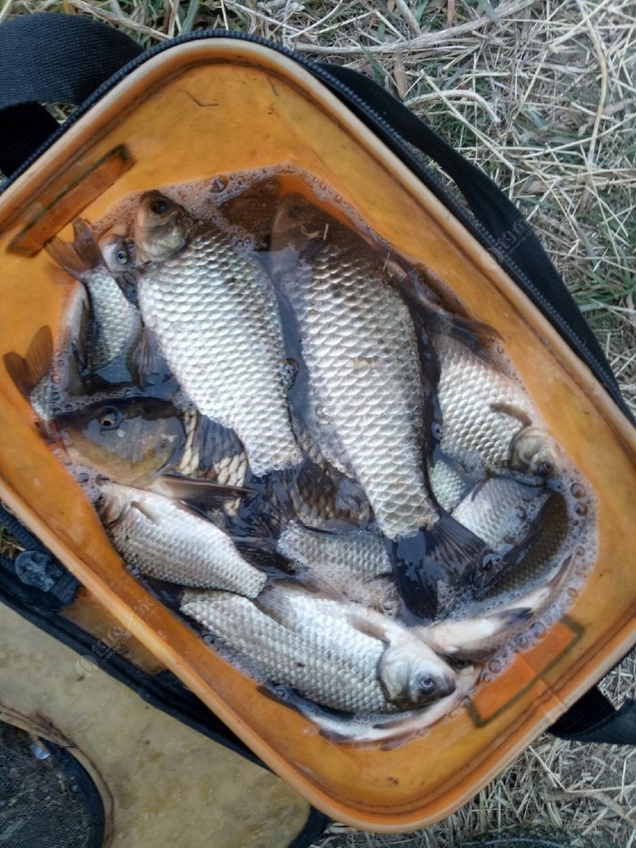 佛山有那些地方好釣魚_佛山附近釣魚水庫_佛山哪里釣魚比較好