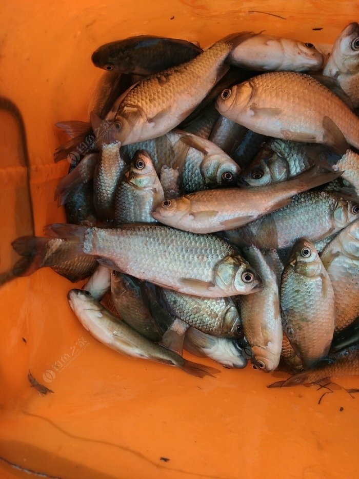 佛山有那些地方好釣魚_佛山附近釣魚水庫_佛山哪里釣魚比較好