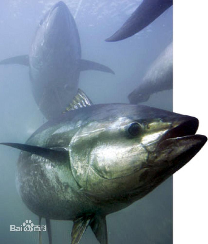 金槍魚產地是哪里_金槍魚原產地是哪里_產地金槍魚是哪里的