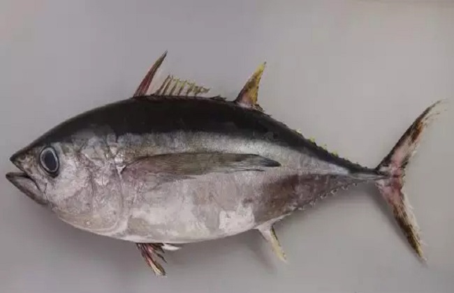 金槍魚產地是哪里_產地金槍魚是哪里的_金槍魚原產地是哪里
