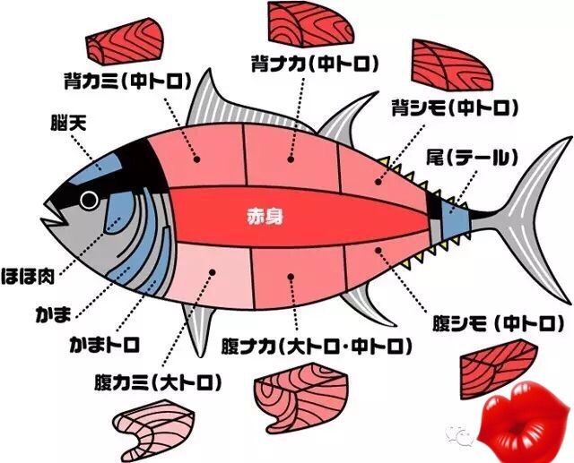 金槍魚原產地是哪里_金槍魚產地是哪里_產地金槍魚是哪里的