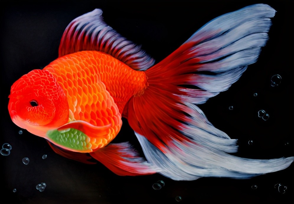 躍龍門的鯉魚_龍門躍鯉什么意思_鯉魚躍龍門的龍門指的是哪里
