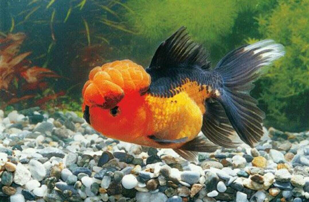 龍門躍鯉什么意思_鯉魚躍龍門的龍門指的是哪里_躍龍門的鯉魚