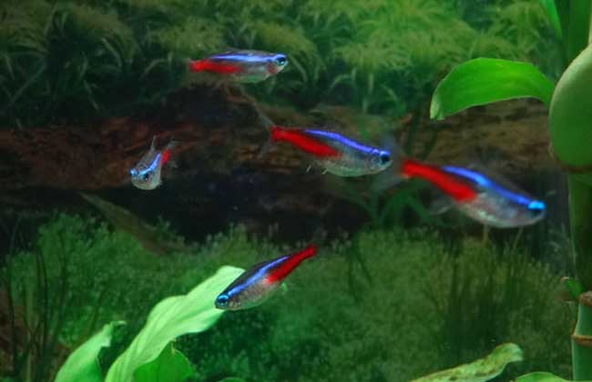 紅鼻剪刀魚_紅鼻剪刀魚是冷水魚嗎_紅鼻剪刀魚是哪層魚