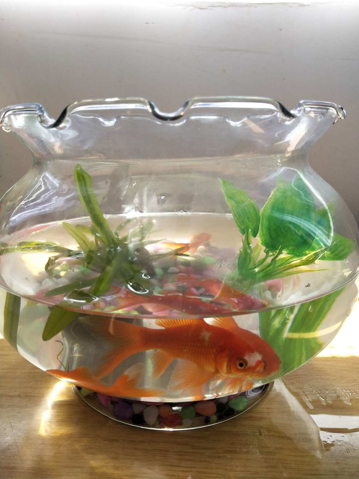 銀龍魚能吃嗎_銀龍魚可能吃_銀龍魚吃別的魚嗎
