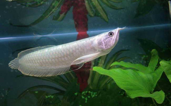 銀龍魚吃魚肉嗎_銀龍魚能吃嗎_銀龍魚吃別的魚嗎