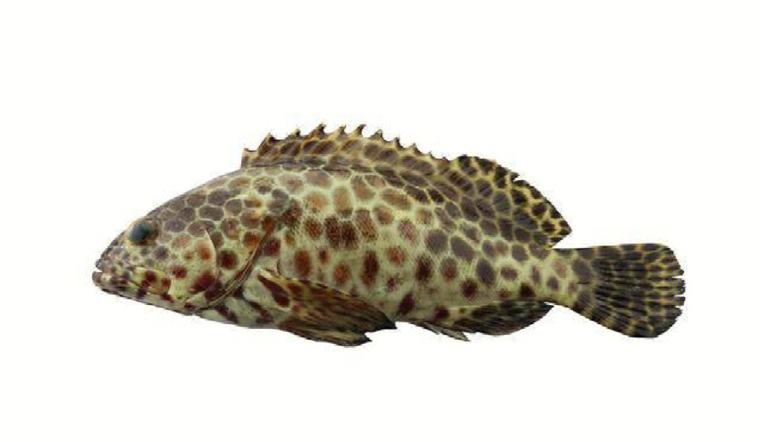 野生淡水石斑魚有毒嗎_野生淡水魚石斑魚圖片_野生淡水石斑魚