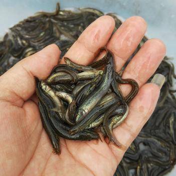 黑魚圖片_什么是黑魚圖片_圖片黑魚圖片