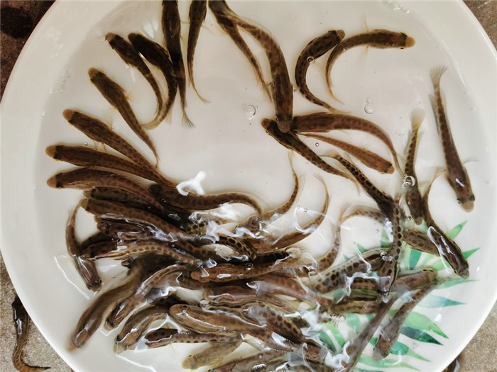 圖片黑魚圖片_黑魚圖片_什么是黑魚圖片