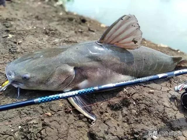 湄公河鯰魚_尿酸高毛肚能不能吃_和男生有什么話題聊