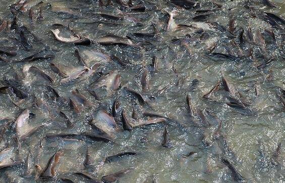 和男生有什么話題聊_湄公河鯰魚_尿酸高毛肚能不能吃