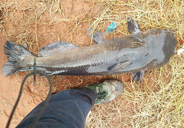 湄公河鯰魚_尿酸高毛肚能不能吃_如何開啟手機勿擾模式