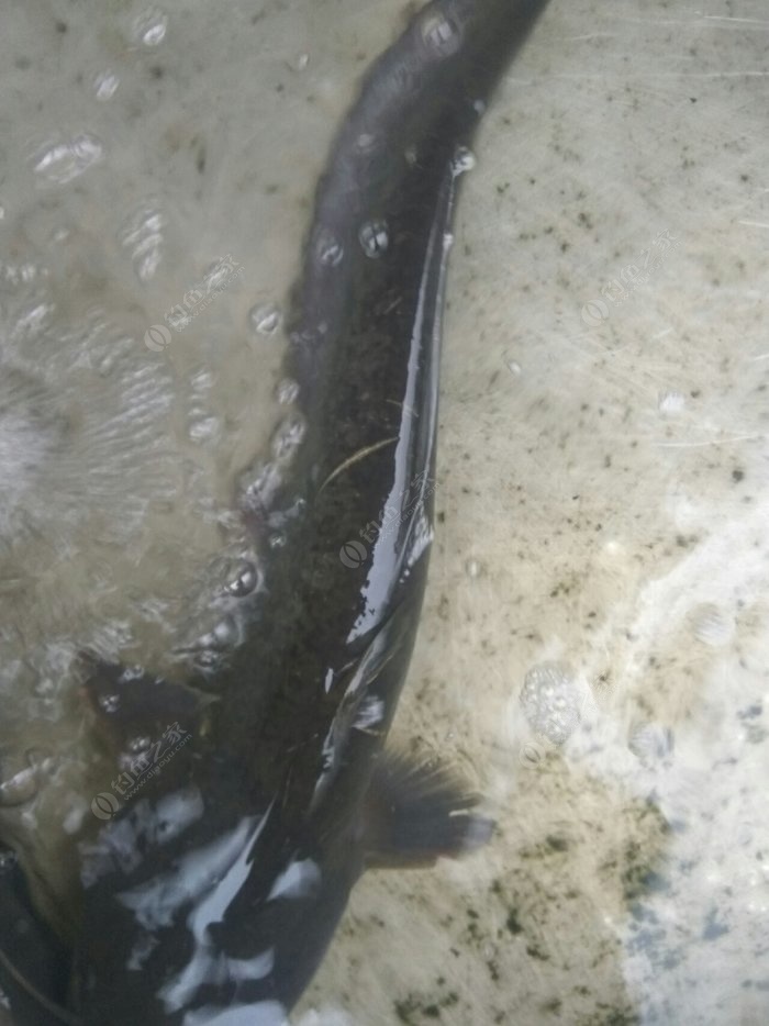 如何開啟手機勿擾模式_湄公河鯰魚_尿酸高毛肚能不能吃