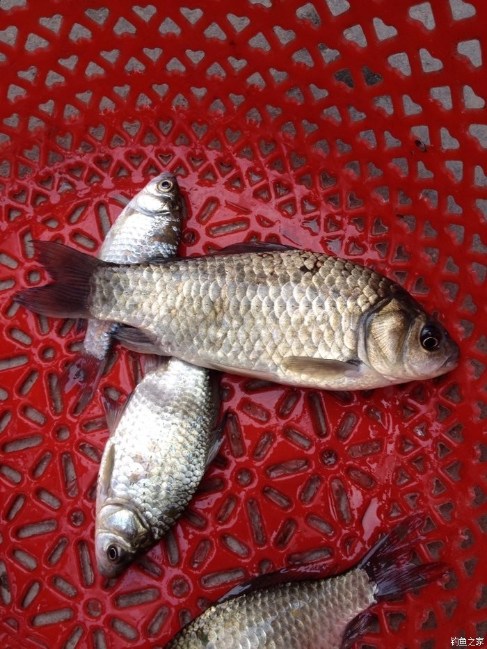 釣魚蚯蚓技巧和方法_釣魚蚯蚓技巧視頻_蚯蚓釣魚技巧