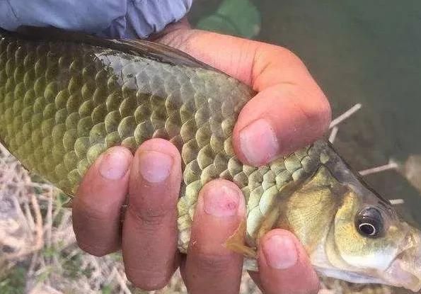 晚上釣草魚用什么餌最好_釣草魚晚上好釣嗎_晚上釣草魚用草釣可以嗎